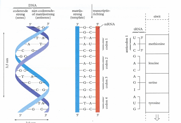 Transcriptie