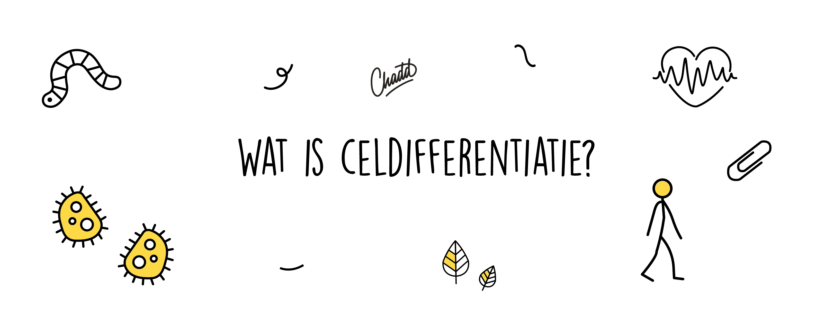 celdifferentiatie