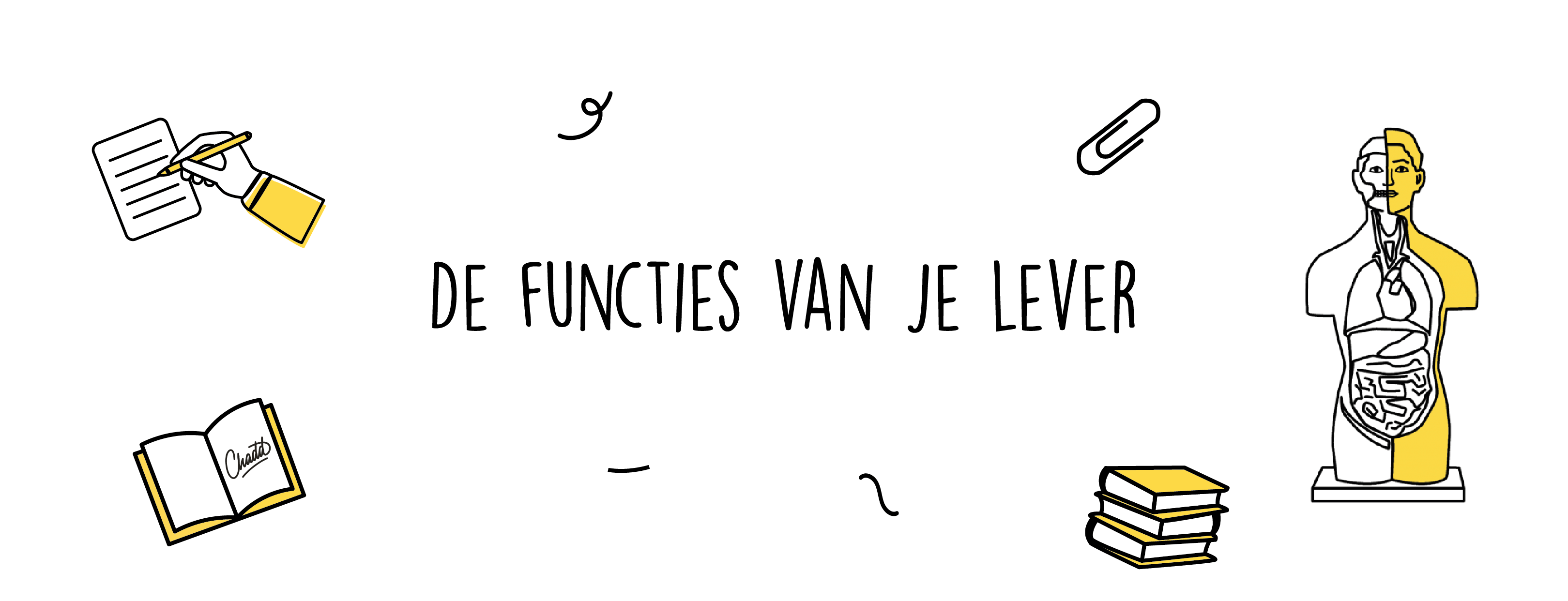 functies van je lever