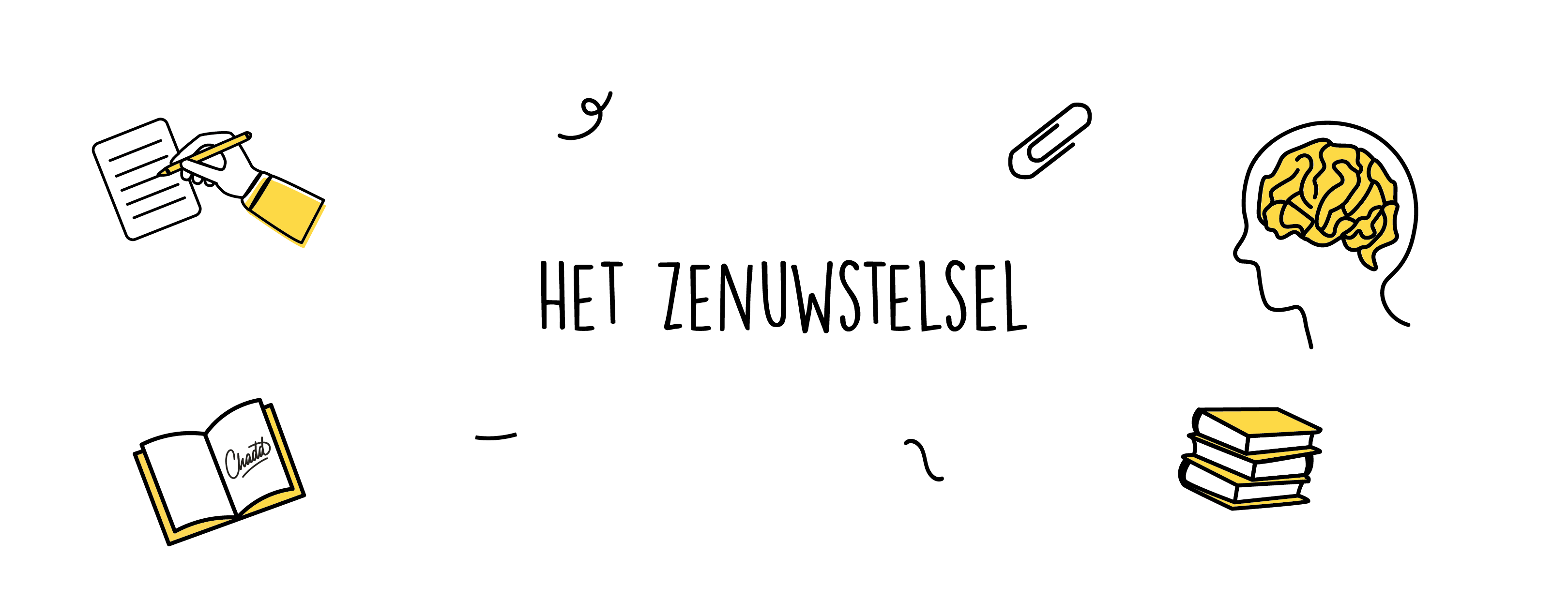 zenuwstelsel