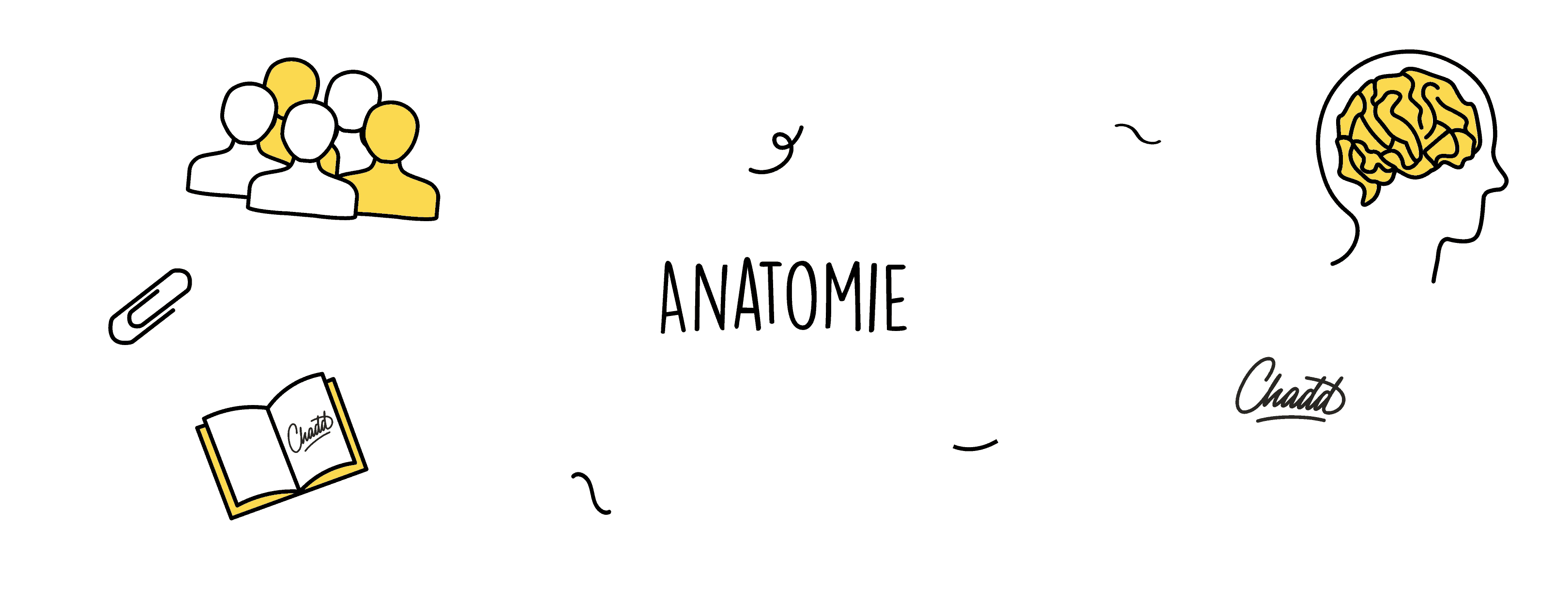 anatomie