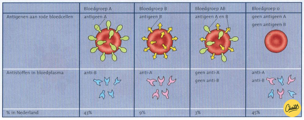 Bloedgroepen 