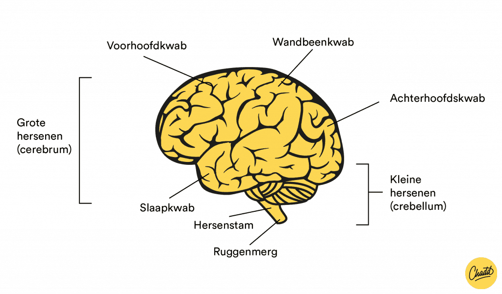 Opbouw hersendelen