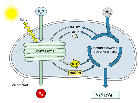 fotosynthese