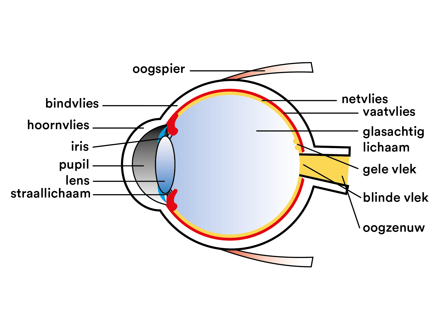 De opbouw van het oog