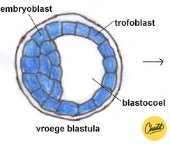 placenta innesteling