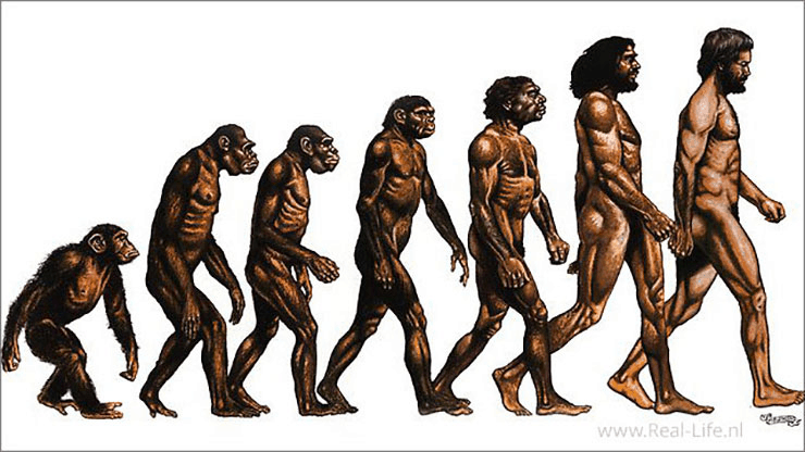 De evolutie van de mens