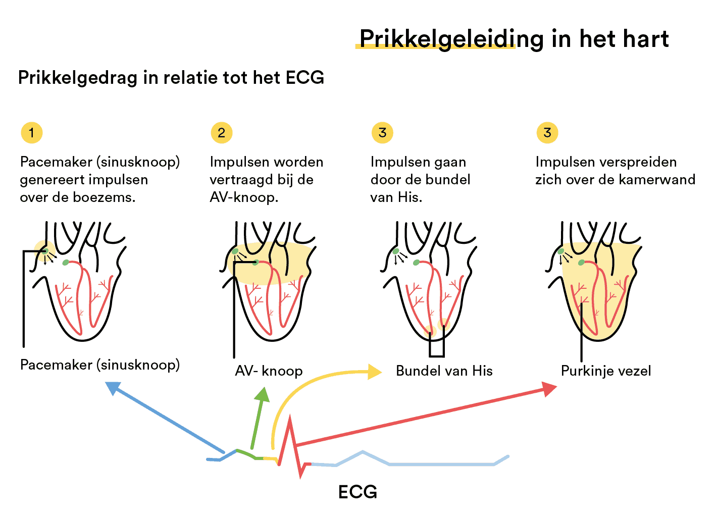 Prikkelgeleiding Hart