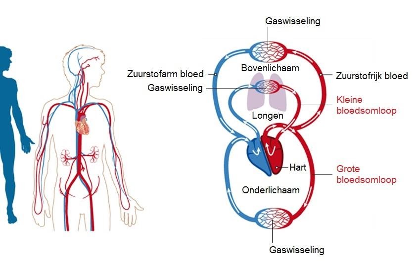 De bloedsomloop