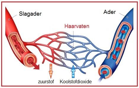 Slagader en ader